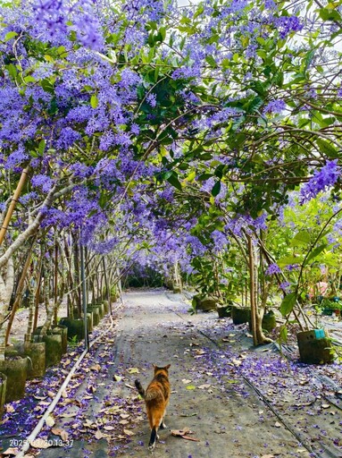 台南必訪紫色瀑布！玉井雙秀園錫葉藤花海全開 拍照打卡必去