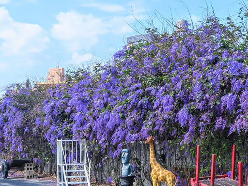 雲林最狂花牆！四湖長春園藝錫葉藤花海 年度拍照打卡聖地！