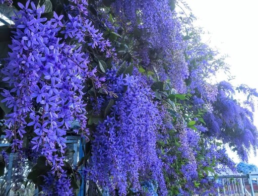 雲林最狂花牆！四湖長春園藝錫葉藤花海 年度拍照打卡聖地！