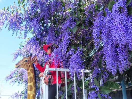 雲林最狂花牆！四湖長春園藝錫葉藤花海 年度拍照打卡聖地！