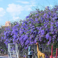 雲林最狂花牆！四湖長春園藝錫葉藤花海 年度拍照打卡聖地！