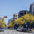 台中金色奇蹟街道！福科二路黃花風鈴木滿開 正值最佳賞花期