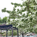 流蘇花開了！台中南區「積善公園」帶你走進雪白浪漫花海！