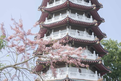 2025二水花旗木懶人包!浪漫粉色鐵道、公園、河岸一次玩遍