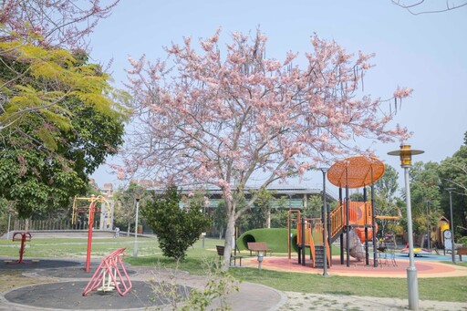 2025二水花旗木懶人包!浪漫粉色鐵道、公園、河岸一次玩遍