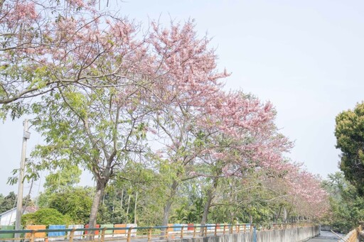 2025二水花旗木懶人包!浪漫粉色鐵道、公園、河岸一次玩遍