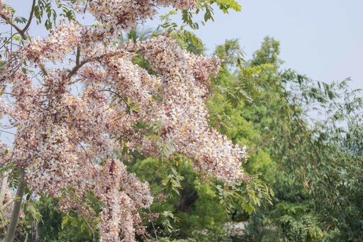 2025二水花旗木懶人包!浪漫粉色鐵道、公園、河岸一次玩遍