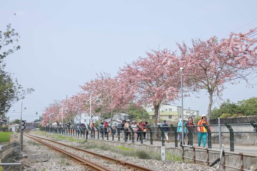 2025二水花旗木懶人包!浪漫粉色鐵道、公園、河岸一次玩遍