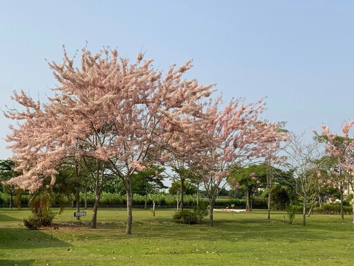 高雄私房賞花景點!獅子頭圳花旗木粉嫩大爆發 美照拍不完