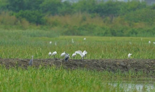 賞鳥控必追!「茄萣濕地」冬候鳥北返倒數 錯過要等明年!