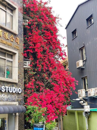 臺北市區現熱情花瀑！赤峰街四層樓高"九重葛"爆開超夢幻！