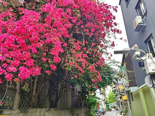 臺北市區現熱情花瀑！赤峰街四層樓高"九重葛"爆開超夢幻！