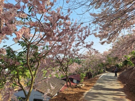 玉井夢幻粉紅風暴來襲!玥園思親步道花旗木盛開美如仙境!