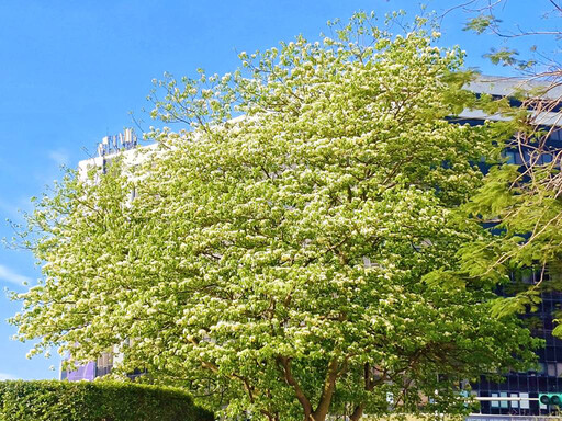 台北街頭賞花熱點!仁愛圓環加羅林魚木大爆發 網友瘋打卡!