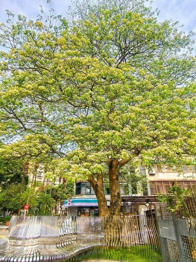 台北隱藏版城市秘境!溫州公園斜對角 15公尺高花樹盛開如畫