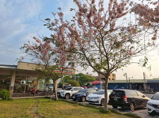 台南竟藏「花旗木7-11」!林鳳營門市浪漫變身 春季限定奇景