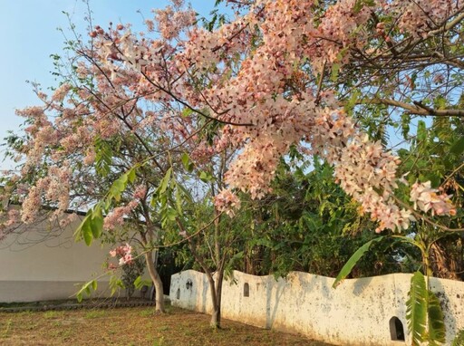 台南竟藏「花旗木7-11」!林鳳營門市浪漫變身 春季限定奇景