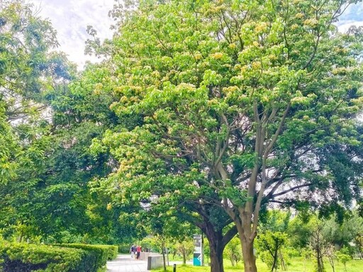 白中透黃如蝶飛舞!中和爆紅賞花點 四號公園銀白花海綻放!