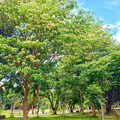白中透黃如蝶飛舞！中和爆紅賞花點 四號公園銀白花海綻放！