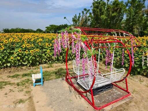 花期倒數!台中外埔梵谷黑心向日葵花海 免費入園超好拍!