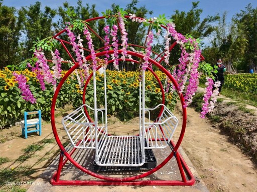 花期倒數!台中外埔梵谷黑心向日葵花海 免費入園超好拍!