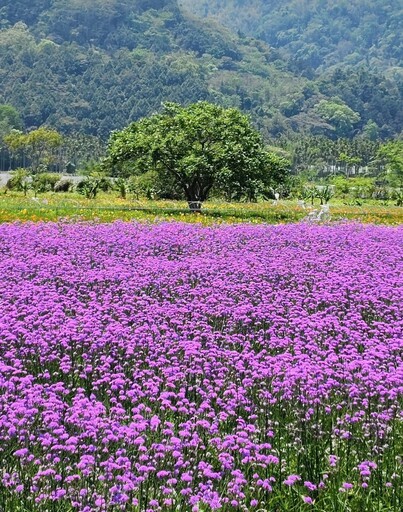 2025日月潭金針花季開跑!金針花x馬鞭草雙色花海超好拍!