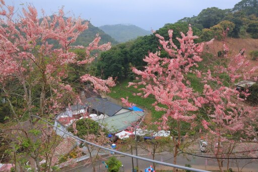 網美最愛打卡熱點!嘉義「阿拉伯的粉紅村」花旗木滿山綻放