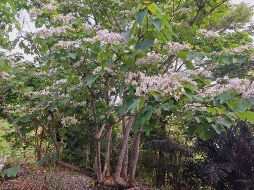 台南白雪花海!福來老梅園油桐花勝放 愜意美景就在這裡!