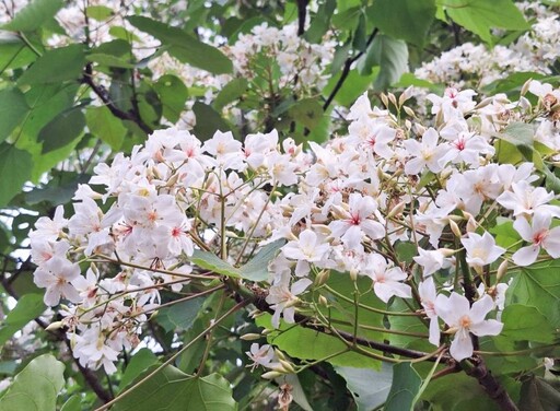 台南白雪花海!福來老梅園油桐花勝放 愜意美景就在這裡!