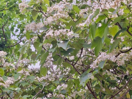 台南白雪花海!福來老梅園油桐花勝放 愜意美景就在這裡!