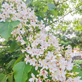 台南白雪花海！福來老梅園油桐花勝放 愜意美景就在這裡！