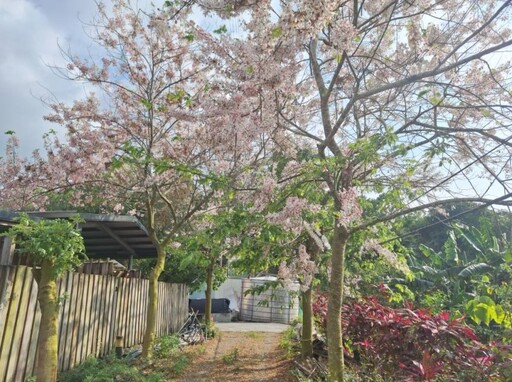 台南龜丹水哥溫泉花旗木綻放!春季限定粉嫩花海 浪漫滿點!
