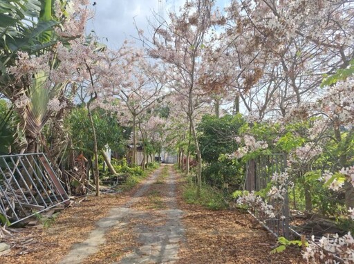 台南龜丹水哥溫泉花旗木綻放!春季限定粉嫩花海 浪漫滿點!