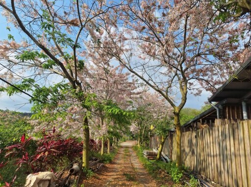 台南龜丹水哥溫泉花旗木綻放!春季限定粉嫩花海 浪漫滿點!