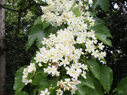 賞桐花、嚐異國風味！苗栗「伯公仔桐花嘉年華」隆重登場！