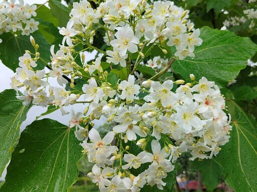 賞桐花、嚐異國風味！苗栗「伯公仔桐花嘉年華」隆重登場！