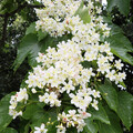 賞桐花、嚐異國風味！苗栗「伯公仔桐花嘉年華」隆重登場！