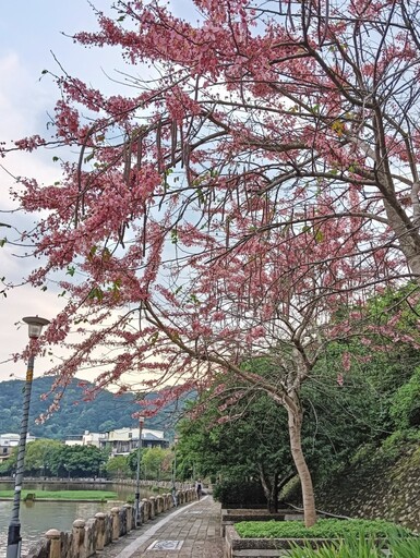 新竹粉紅秘境│牛欄河親水公園旁花旗木盛開 浪漫花季倒數中