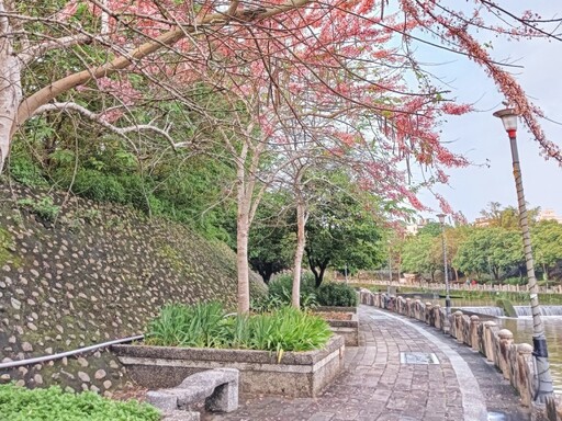 新竹粉紅秘境│牛欄河親水公園旁花旗木盛開 浪漫花季倒數中