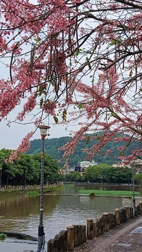 新竹粉紅秘境│牛欄河親水公園旁花旗木盛開 浪漫花季倒數中
