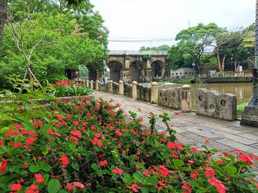 新竹粉紅秘境│牛欄河親水公園旁花旗木盛開 浪漫花季倒數中