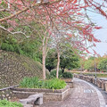 新竹粉紅秘境│牛欄河親水公園旁花旗木盛開 浪漫花季倒數中