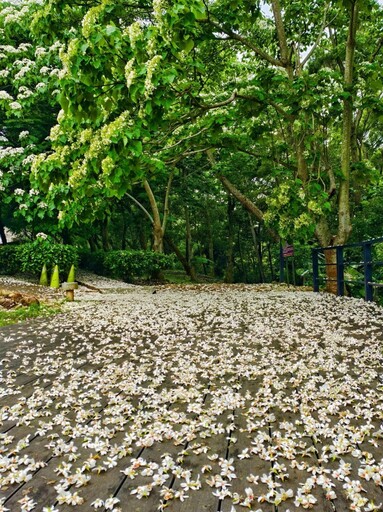 苗栗賞桐必訪一站!好客公園桐花步道美炸 雪白花海落英繽紛