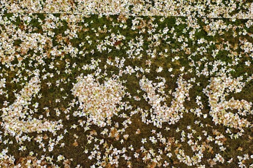 苗栗賞桐必訪一站!好客公園桐花步道美炸 雪白花海落英繽紛