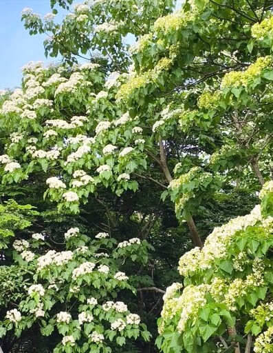 苗栗賞桐必訪一站!好客公園桐花步道美炸 雪白花海落英繽紛