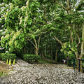 苗栗賞桐必訪一站！好客公園桐花步道美炸 雪白花海落英繽紛