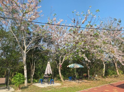 不只有玥園!玉井隱藏版粉色花旗木 森林系咖啡廳成打卡熱點