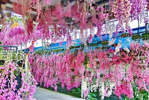 雲林絕美花瀑現蹤!忠雲宮石斛蘭大爆發 夢幻花廊打卡必訪!