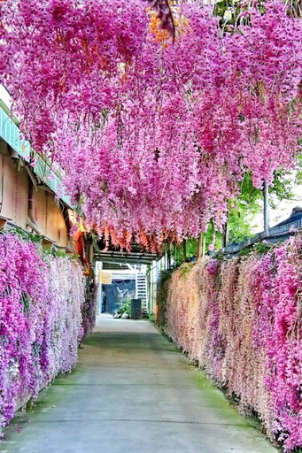 雲林絕美花瀑現蹤!忠雲宮石斛蘭大爆發 夢幻花廊打卡必訪!