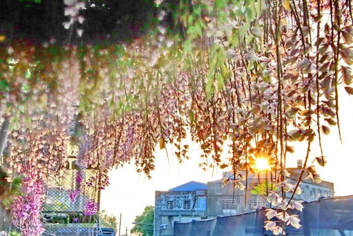 雲林絕美花瀑現蹤!忠雲宮石斛蘭大爆發 夢幻花廊打卡必訪!